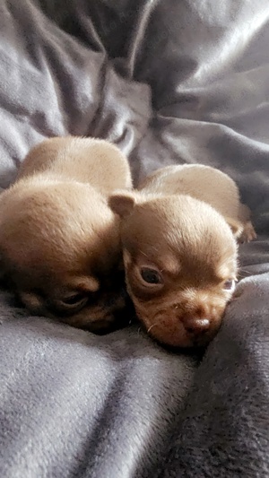 Tolle Chihuahua Welpen 