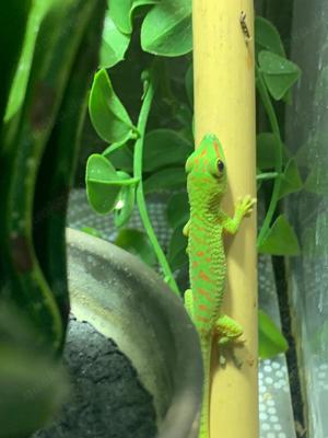 Madagaskar Taggecko Jungtiere (Phelsuma grandis) für je 25  VB