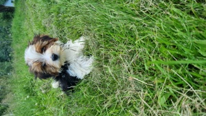 Yorkshire Terrier Welpen in blue and tan und Biewer bei Dresden