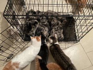 Balou sucht ein liebevolles Zuhause Bild 6