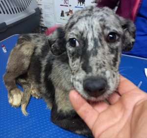 Balou sucht ein liebevolles Zuhause Bild 5