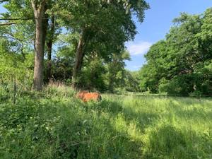 Islandpferde-Paddockboxen mit zusätzl. Tagesausläufen für 10h in Hanhofen Bild 8