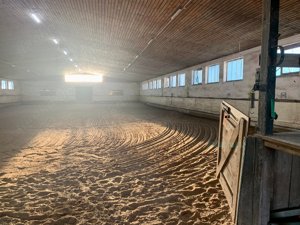 Reitbeteiligungen gesucht für mehrere Islandpferde auf Reiterhof in Hanhofen (bei Speyer) Bild 5