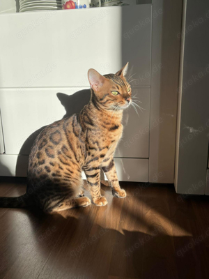 Bengal Katzen