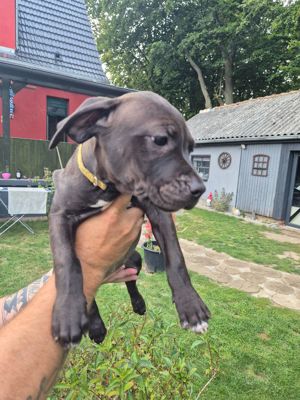 American Bully XL Welpen suchen ein neues zu Hause