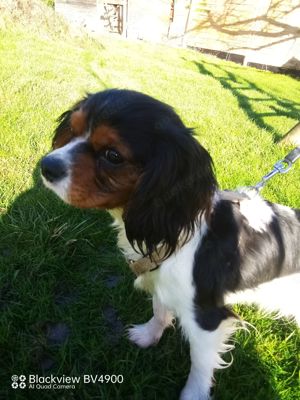 Cavalier King Charles Hündin 