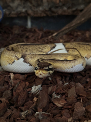 0.1 Königspython ready to breed piebald