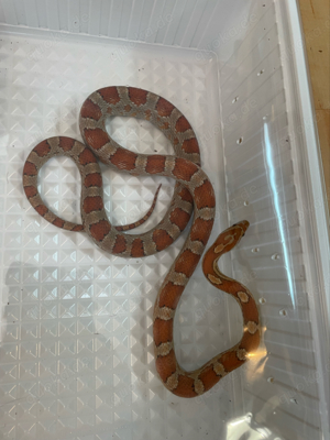 Kornnatter (Pantherophis guttatus)