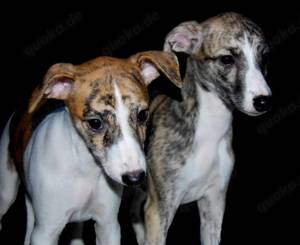 Whippet Welpen mit VDH-FCI-WCD Papieren