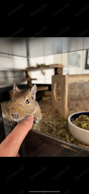 5 Degus suchen ein Zuhause