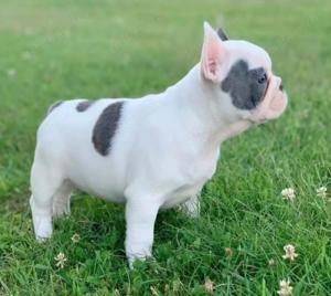 Französische Bulldogge Welpen zu verkaufen