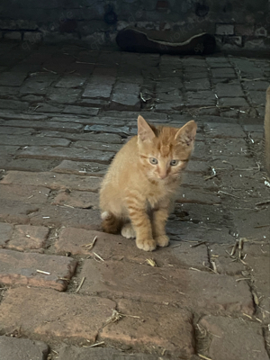 kleine Katzenbabys