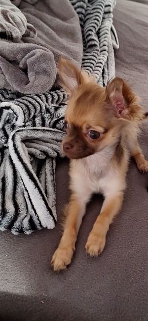 Mini Chihuahua 