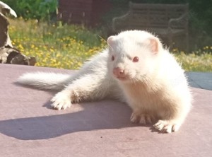 Frettchenwelpen, hübsche Albinos