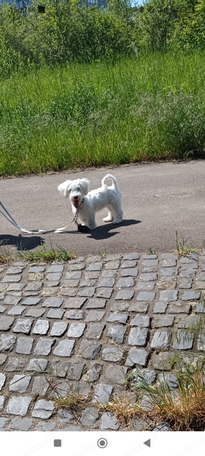 Wir suchen für unsere Flocke dringend eine neues Zuhause 