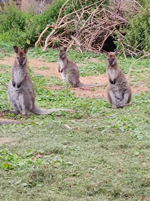 Bennettwallaby, Bennett Känguru, Rotnackenkängurus, Wallaby