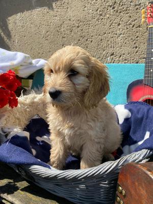 Cockapoo Welpen Englisch Cockerspaniel x Pudel such ab sofort ein liebevolles zu Hause 