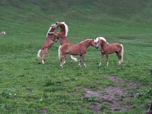 Pferdeboxen im Landschaftsschutzgebiet Bild 2