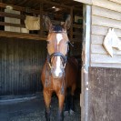 Pferdeboxen im Landschaftsschutzgebiet Bild 4