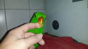 Neuguinea Edelpapagei  abzugeben