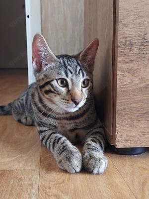 Mischlings-Kater (Bengal-Hauskater)