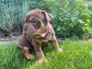   Alternativ Bulldogge   Welpen Schoko tan und  Black tan 