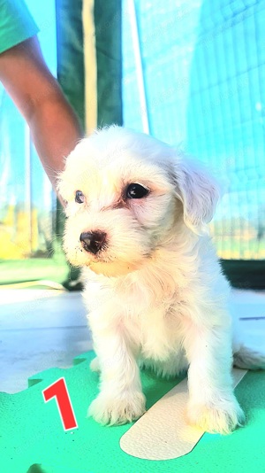 3 maltesische Bichon-Mädchen zu verkaufenIch verkaufe 5 Bichon-Malteser-Mädchen mit reiner Genetik, 