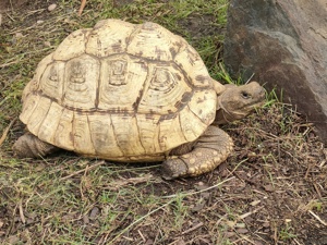 Panterschildkröte Gesucht 