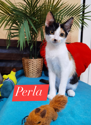 tolle junge Katze Perla sucht ein schönes Zuhause