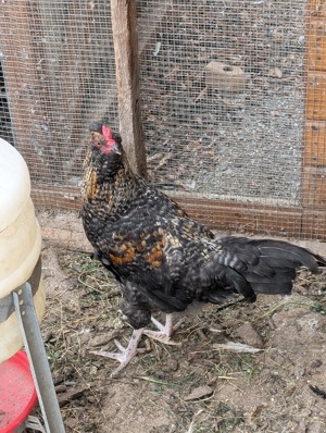 Hähne Araucana Sperber Marans und Mixe