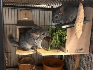 2 Chinchilla-Mädchen Chinchillas Hannover geb. im 04.24   