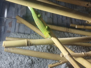 Phelsuma grandis Madagaskar Taggecko