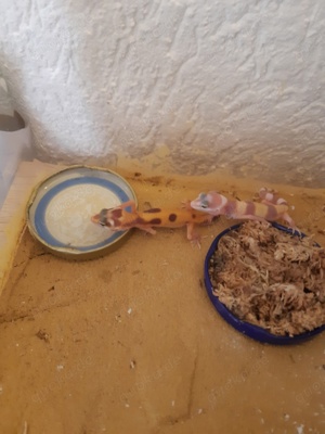 Leopardgeckos 