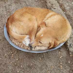 Blondi hätte gerne ein richtiges Zuhause Bild 4