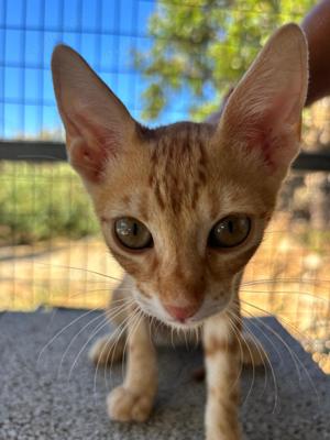 Unser bezaubernder Katzenbub William sucht engagierte Spielangelnutzer