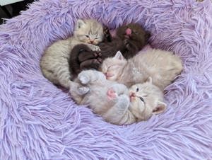 Deckkater lilac Bild 6