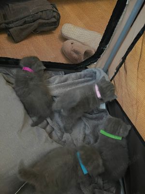 Deckkater lilac Bild 9