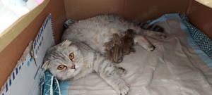 Deckkater lilac Bild 7