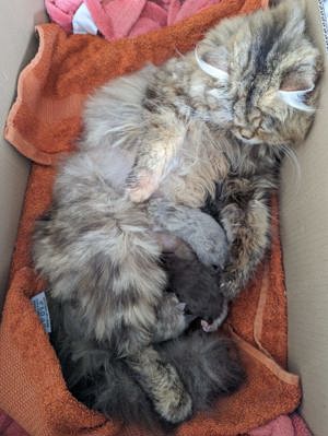 Deckkater lilac Bild 8