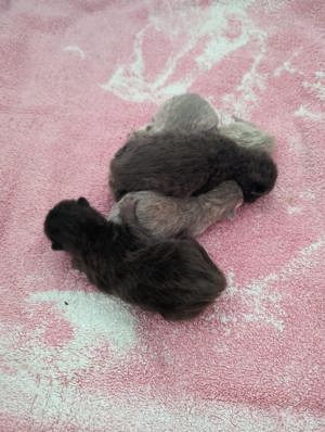 Deckkater lilac Bild 10