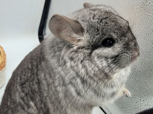  Chinchillas aus Hobbyzucht (seit 1990)