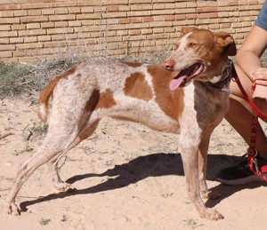 Yonna - verträgliche Podenca möchte Teil einer Familie sein Bild 7