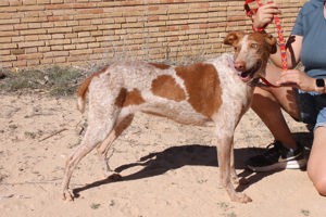 Yonna - verträgliche Podenca möchte Teil einer Familie sein Bild 6