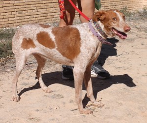 Yonna - verträgliche Podenca möchte Teil einer Familie sein Bild 5