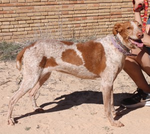 Yonna - verträgliche Podenca möchte Teil einer Familie sein Bild 4