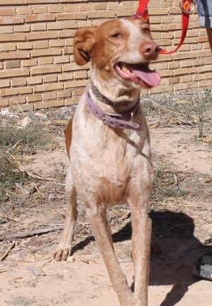 Yonna - verträgliche Podenca möchte Teil einer Familie sein Bild 3