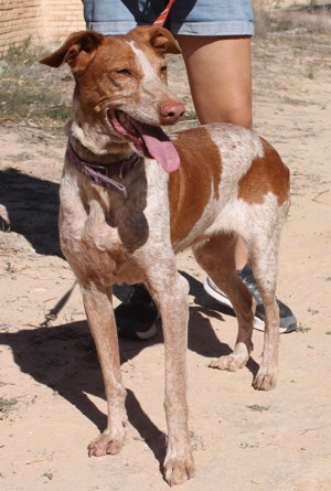 Yonna - verträgliche Podenca möchte Teil einer Familie sein Bild 2