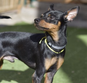 Theo - ruhiger Pinscher möchte wieder ein Familie