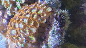 Zoanthus Fruit Loops