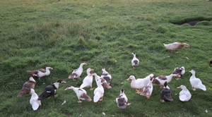 Warzenenten Flugenten  Bild 2